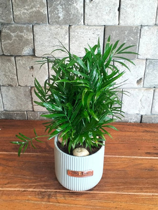 Parlor Palm Petite