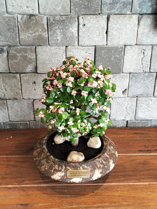 Pink Jade Bonsai · Héritage