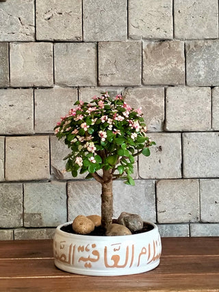 Rosé Élite Jade Bonsai ‘MoneyTree’ | Artisan Designer Pottery Collection