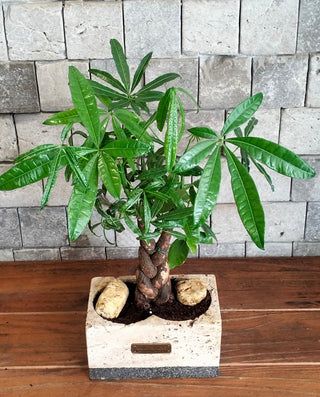 Vibrant Braid MoneyTree Bonsai | Artisan Marble Pottery Collection