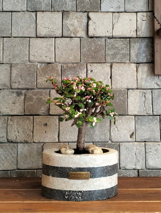 Pink Jade Bonsai · Noir | Artisan Marble Pottery Collection (Copy)