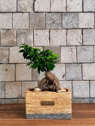 Jewel Bonsai | Artisan Marble Pottery Collection
