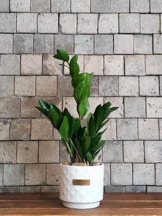 Zamia Gem