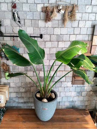 Banana Grove