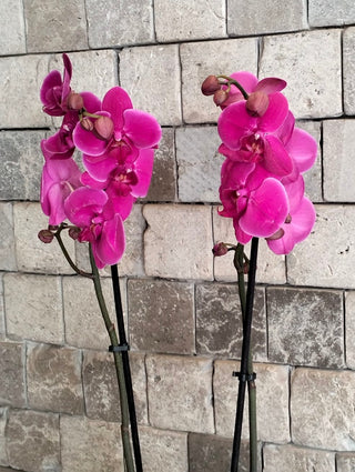 Améline Orchid