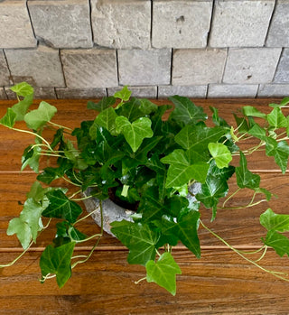 Rustic Sweetheart English Ivy Petite