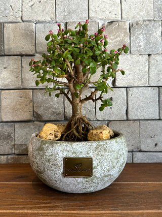 ‘Rustic-Chic’ Pink Jade Bonsai ‘MoneyTree’