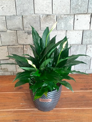Peace Lily Blossoms