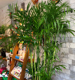 Grand Parlor Palm Chamaedorea Elegans