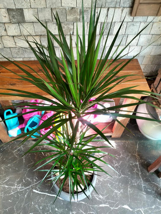 Song of India Breeze