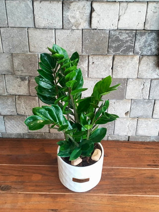 Zamia Gem Petite