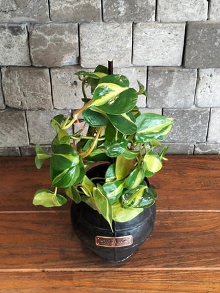 LacyTree Philodendron Brasil