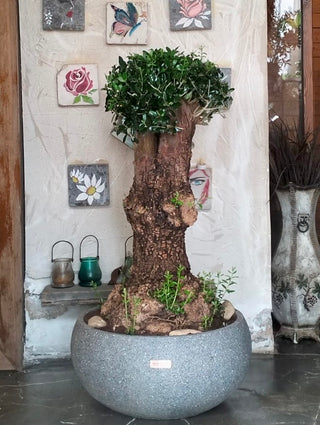 Sacred Roots: The Ancient Majestic Olive Bonsai