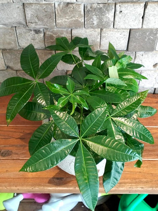 Fortune Grove Money Tree Bonsai