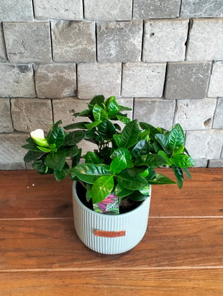 Gardenia Belle