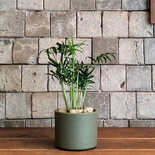 Feather Palm Petite