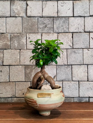Rustic Glow Bonsai