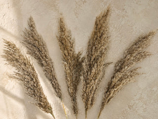 Dried Pampas Grass