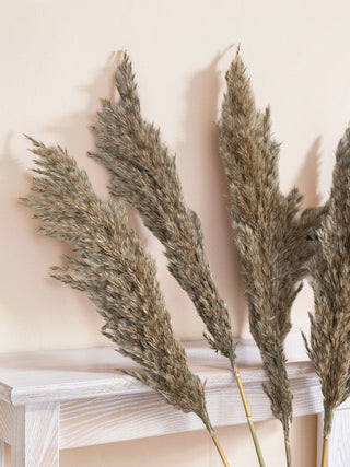 Dried Pampas Grass