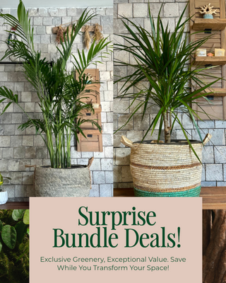 🌿 Root & Weave 'Bundle'