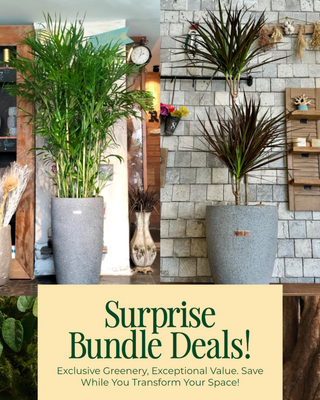 🌴 Jungle Escape Haven 'Bundle'