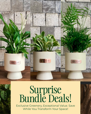 🌱 Compact Cute & Carefree 'Bundle'