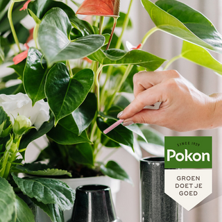 Pokon Flowering Plant Nutrient Bars