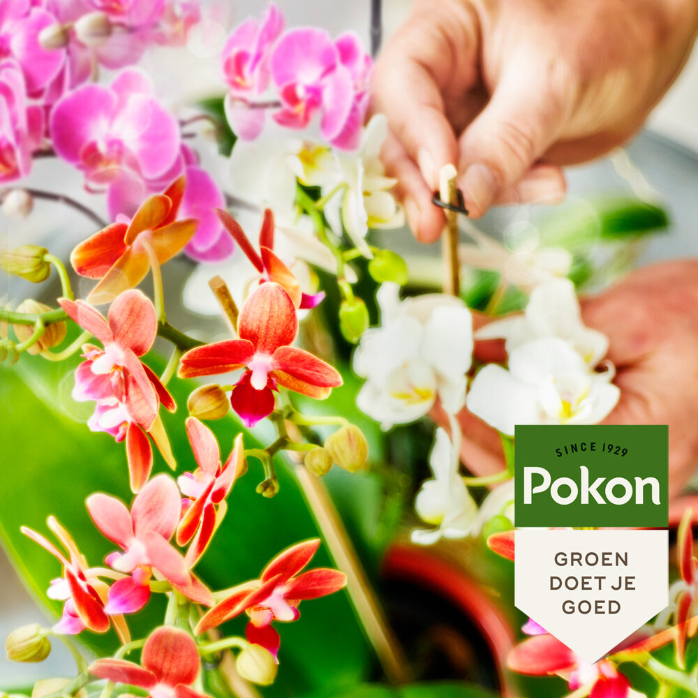 Pokon Organic Orchid Bio Food (100% Natural)