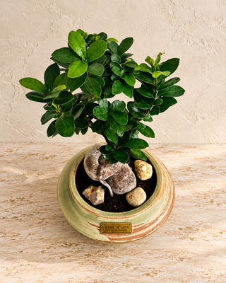 Rustic Glow Bonsai
