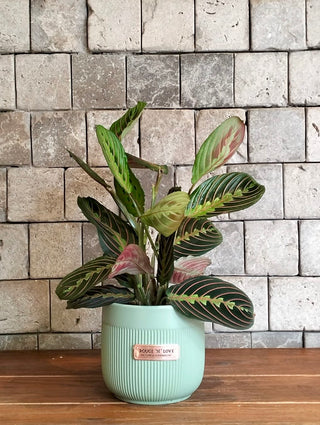 ColorBurst Calathea Gem