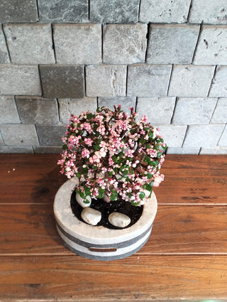 Pink Jade Bonsai · Marble