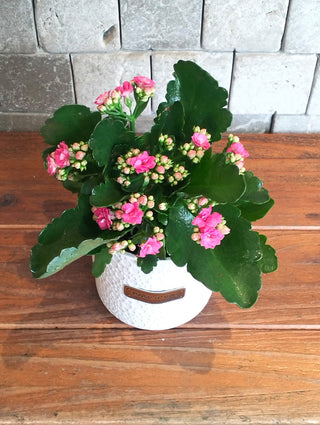 Kalanchoe Gem