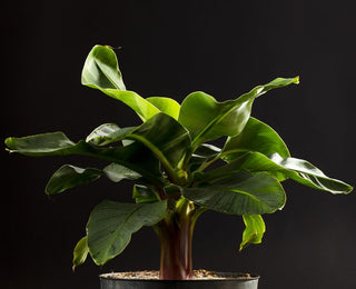Banana indoor plant with lush green foliage in a decorative pot