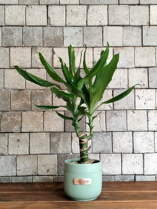 The Happy Plant Petite