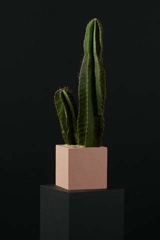 Cacti and succulents displayed in decorative planters