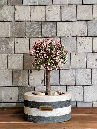 Pink Jade Bonsai · Marble