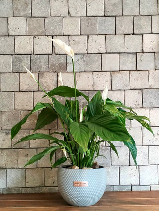 The Pure Lily