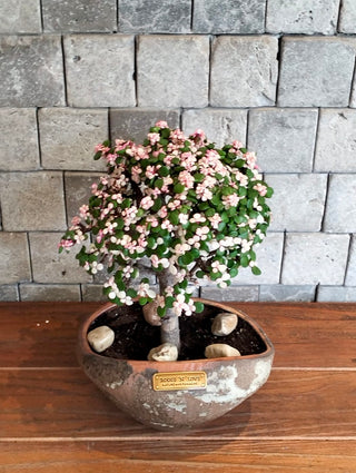 Pink Jade Bonsai · Terra