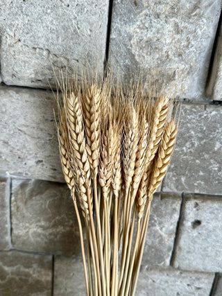 Dried wheat bunch in natural golden tones for elegant botanical home décor