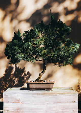 Elite bonsai tree with a sculptural form in a decorative pot