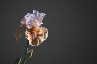Exotic iris flower with delicate petals and distinctive coloring