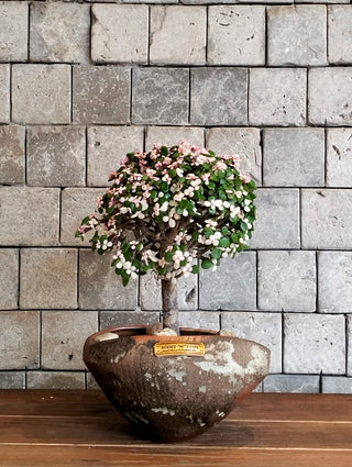 Pink Jade Bonsai · Terra