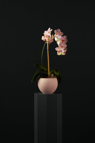 Flowering indoor plant with delicate blooms in a decorative pot