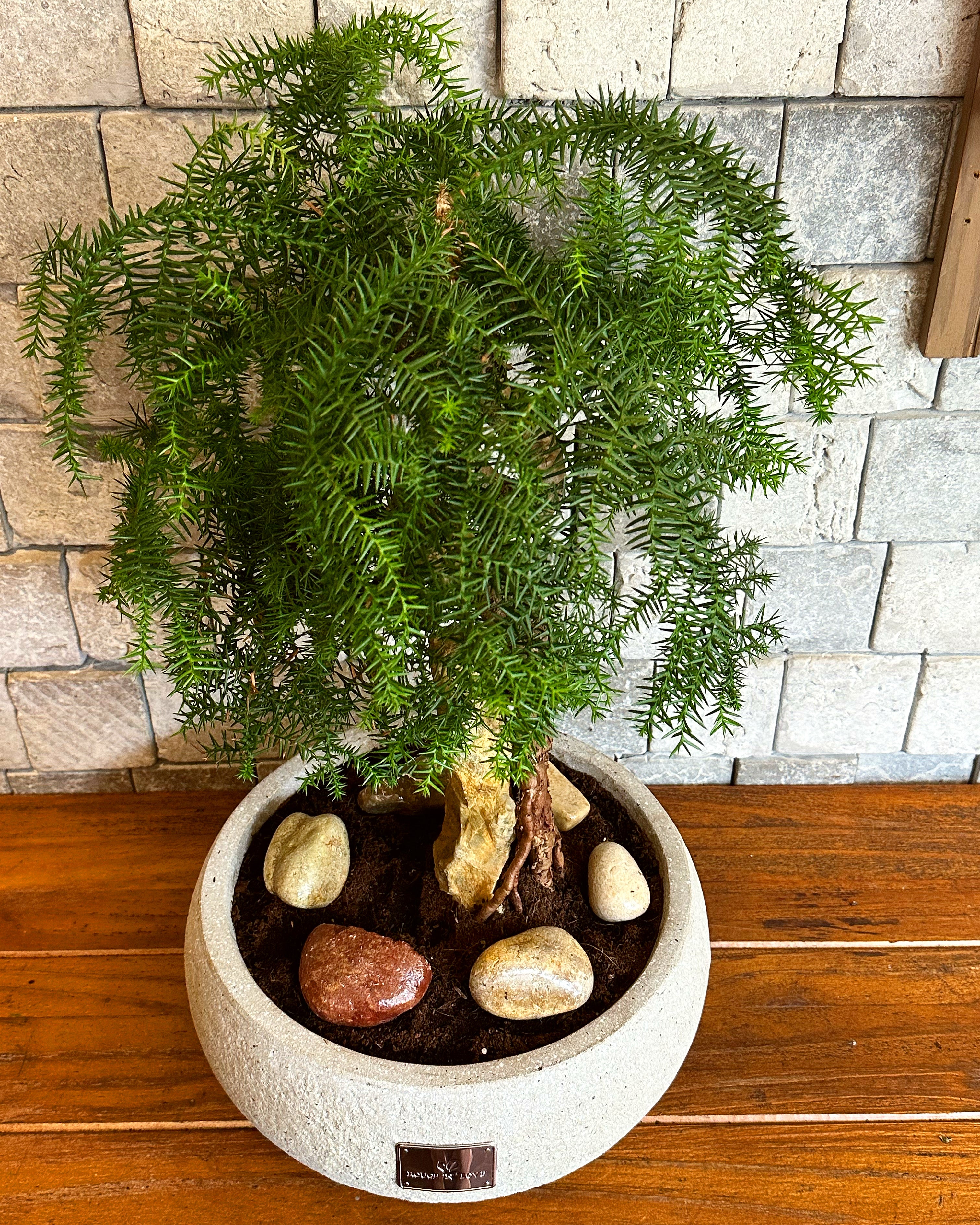 Pine of Norfolk Island Bonsai