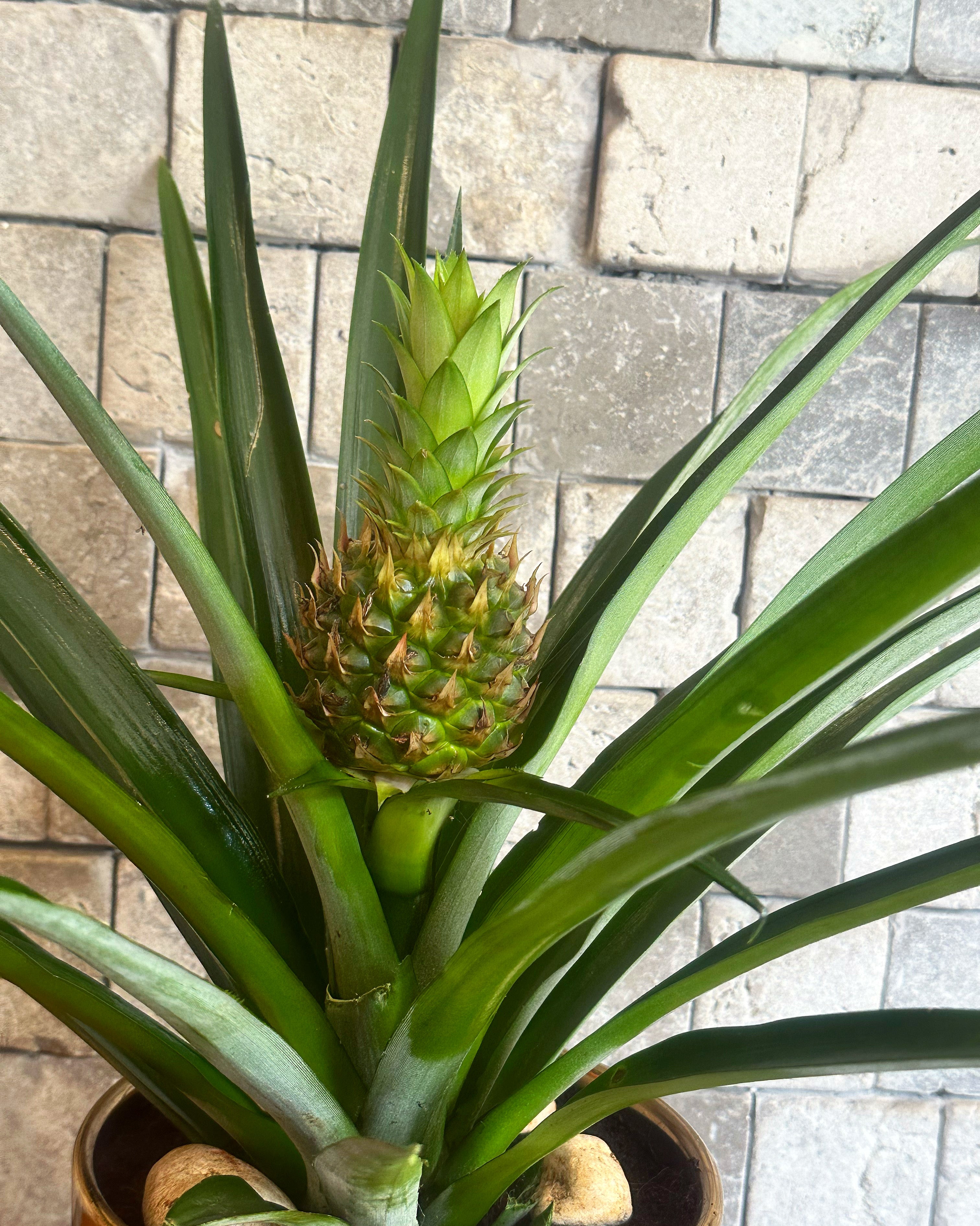 Tropical Pineapple ‘Ananas’