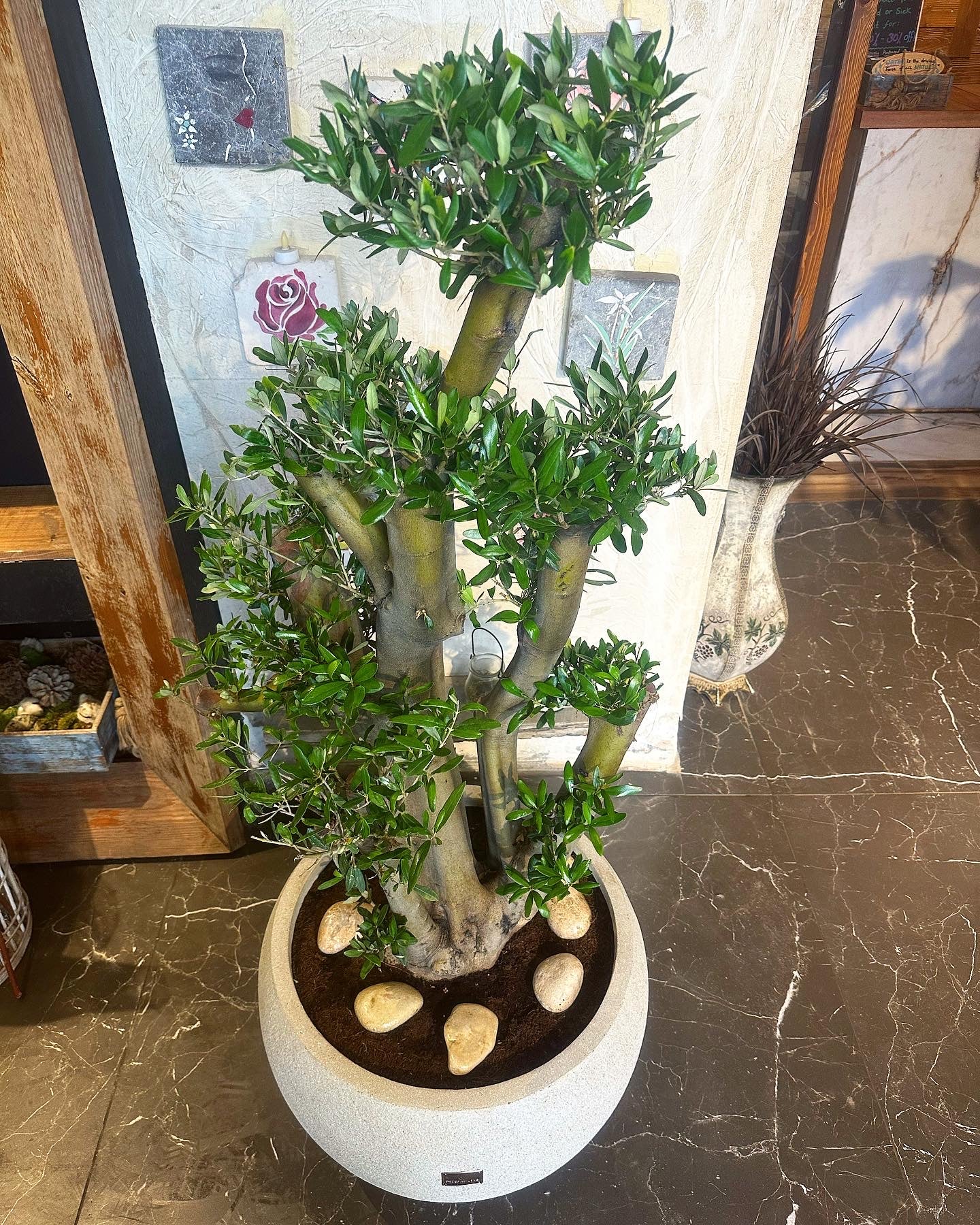 Masterpiece Majestic Olive Bonsai Tree, The Tree of Eternity