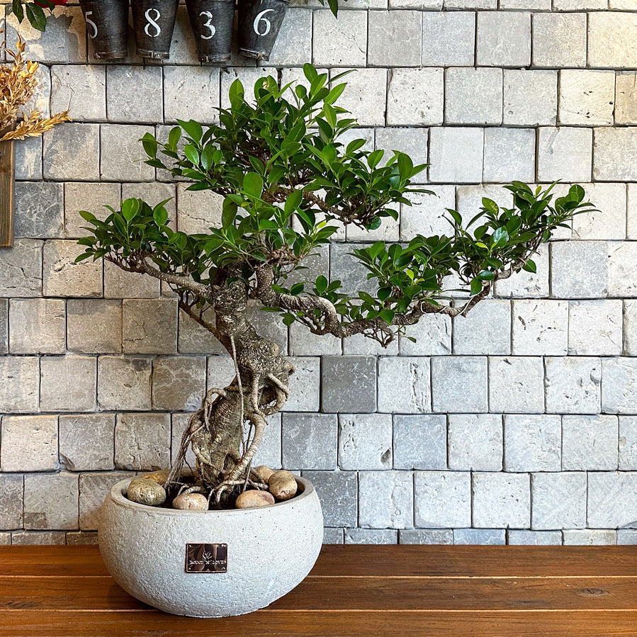 Exquisite Kengai Bonsai Tree ‘Cascade’