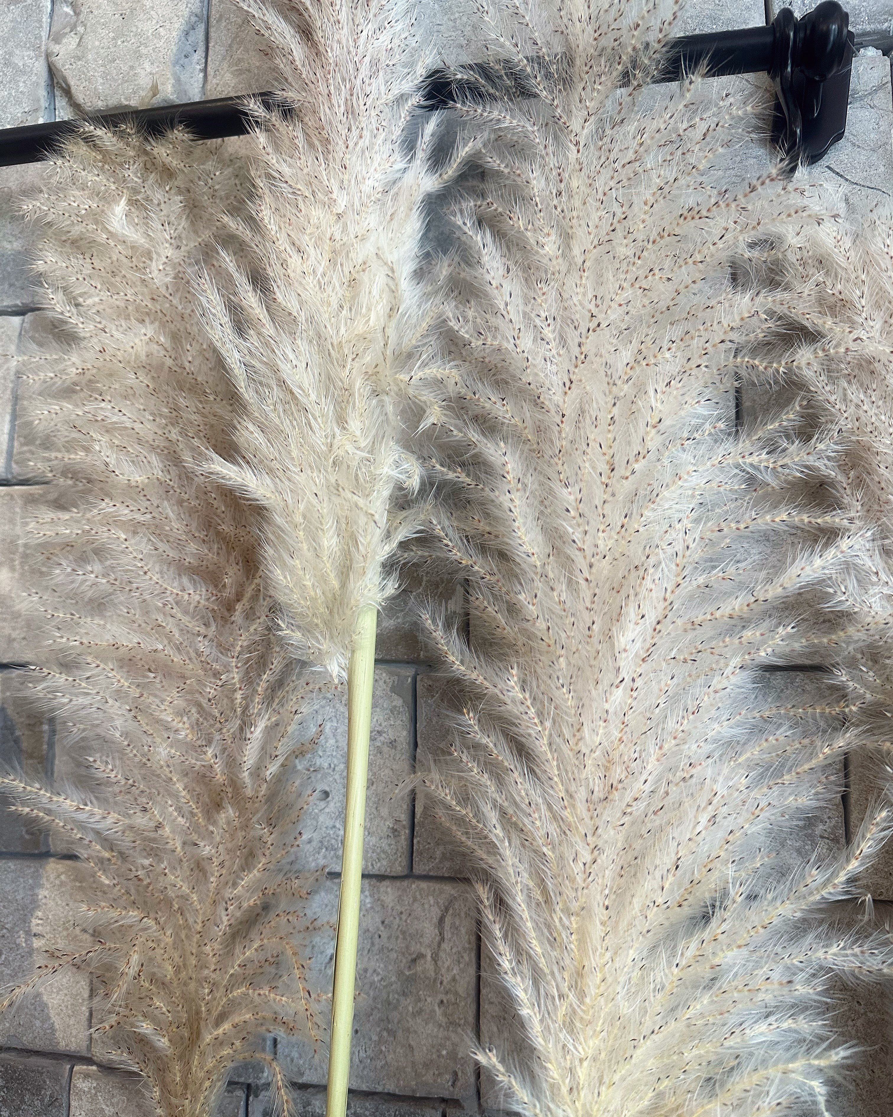 Dried Fluffy Pampas Grass