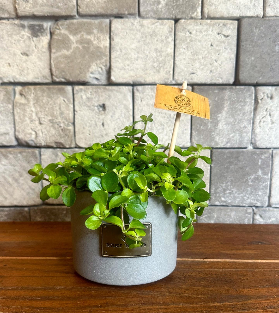 Trailing Jade Necklace Peperomia Indoor Plant. Succulents Easy Low