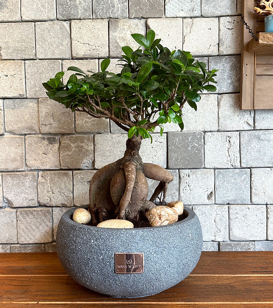 Ficus Breeze Bonsai